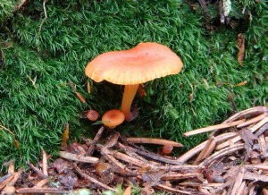 DSC02305.JPG