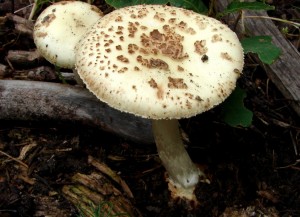 DSC02309.JPG