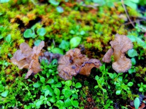 DSC02326 - kopie.JPG