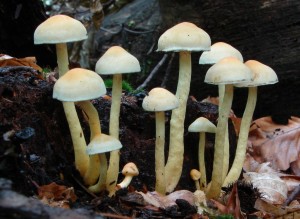 DSC02388.JPG