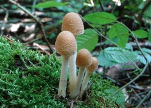 DSC02405.JPG