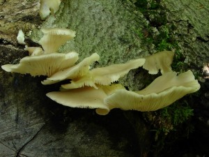 DSC02408.JPG