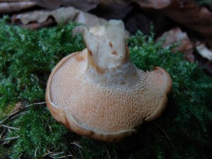 DSC02410.JPG