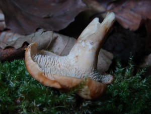 DSC02411.JPG