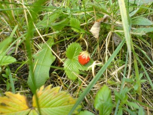 DSC02455.JPG