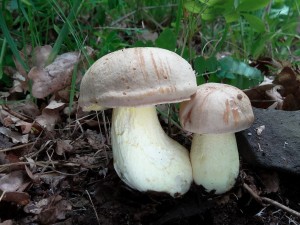 DSC02469.JPG