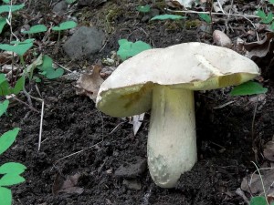 DSC02474.JPG