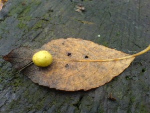 DSC02532.JPG