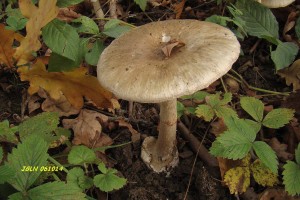 DSC02607L.jpg
