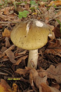DSC02612L.jpg