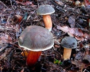 DSC02618.JPG