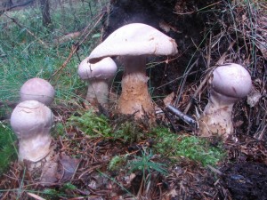 DSC02646.JPG