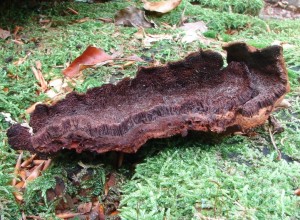 DSC02730.JPG
