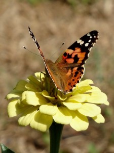 DSC02799.JPG