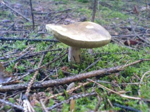 DSC02803.JPG