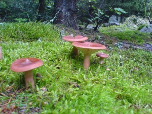 DSC02845.JPG