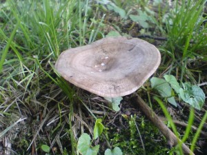 DSC02859.JPG