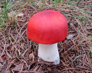 DSC02946.JPG