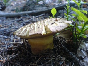 DSC02974a.JPG