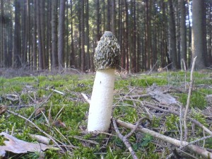 DSC02978a.JPG