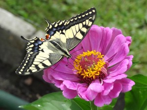 DSC02980.JPG