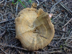 DSC02982a.JPG