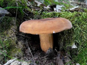 DSC02985 - kopie.JPG