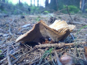 DSC02985a.JPG
