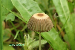 DSC03053L.jpg