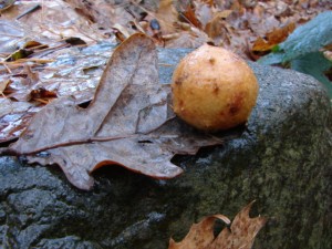 DSC03118.JPG