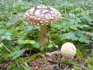 DSC03137a.JPG