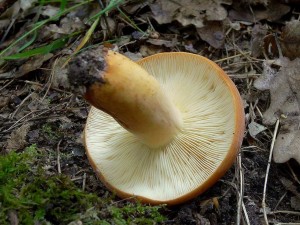 DSC03172.JPG