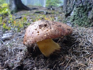 DSC03396a.JPG