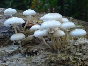 DSC03409a.JPG