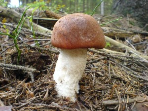 DSC03436a.JPG