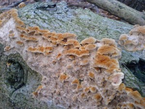 DSC03453a.JPG