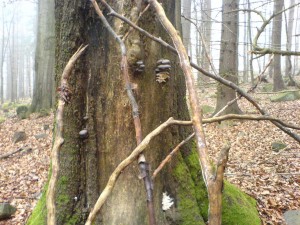 DSC03534a.JPG