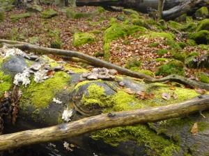 DSC03538.JPG