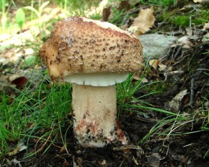 DSC03703.JPG