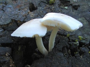 DSC03768.JPG