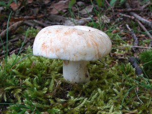 DSC03848.JPG