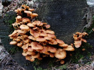 DSC04010.JPG
