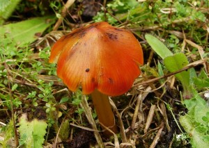DSC04033.JPG