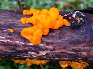 DSC04185.JPG