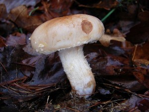 DSC04222 ? kopie.JPG