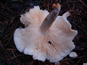 DSC04392.JPG