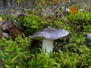 DSC04696 - kopie.JPG