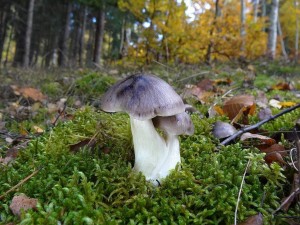 DSC04699 - kopie.JPG