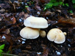 DSC05544 - kopie.JPG