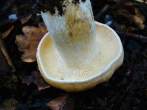 DSC05552 - kopie.JPG